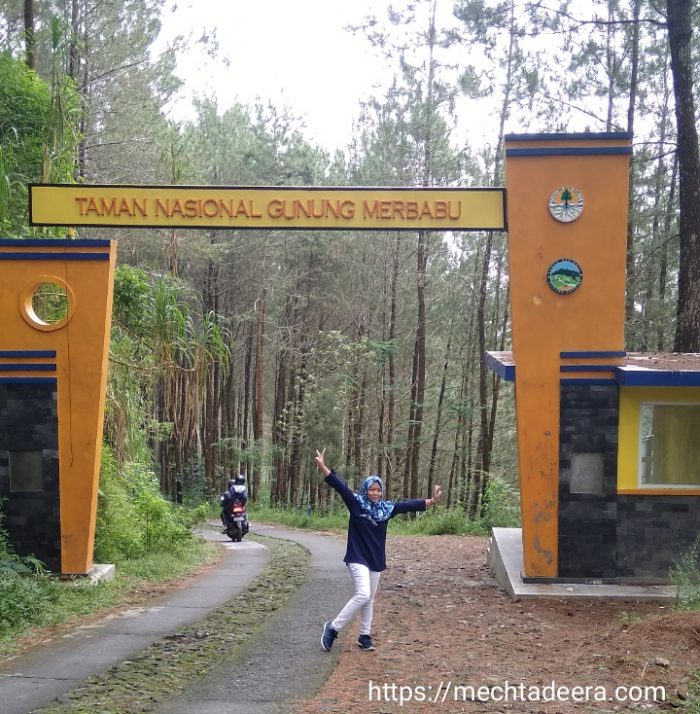 Lokasi Top Selfie Pinusan Kragilan bagian dari Taman Nasional Gunung Merbabu