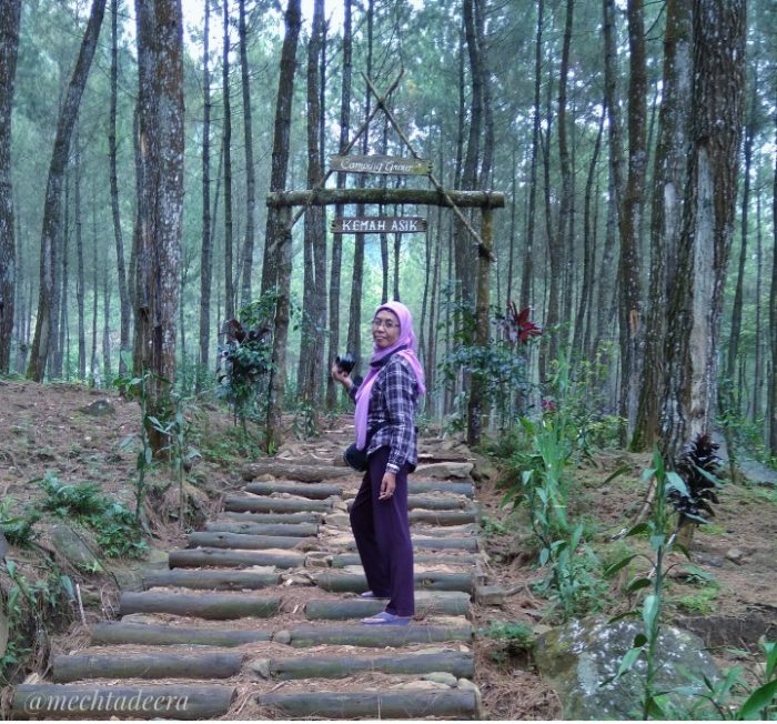 Hutan Pinus Petungkriyono