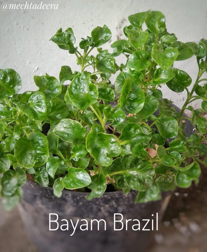 Brazilian Spinach