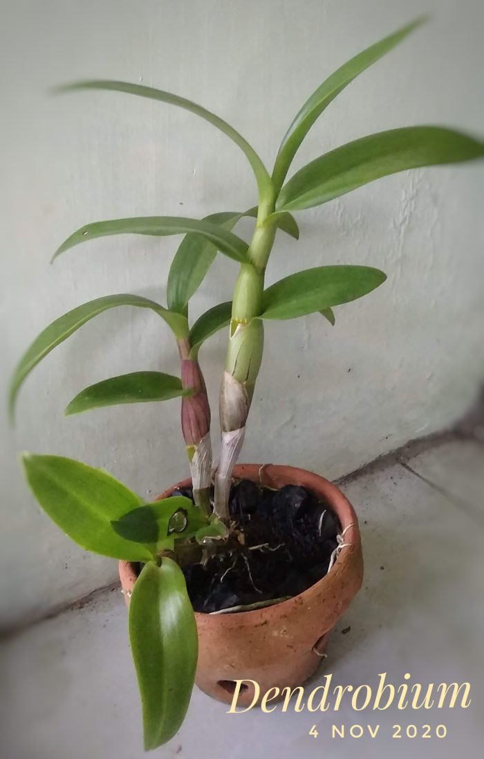 Anggrek Dendrobium