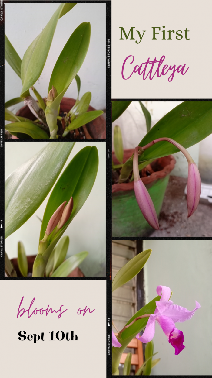 Proses bunga Anggrek Cattleya