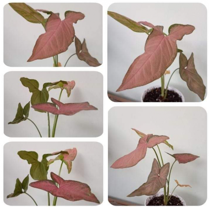 Syngonium Pink Scot