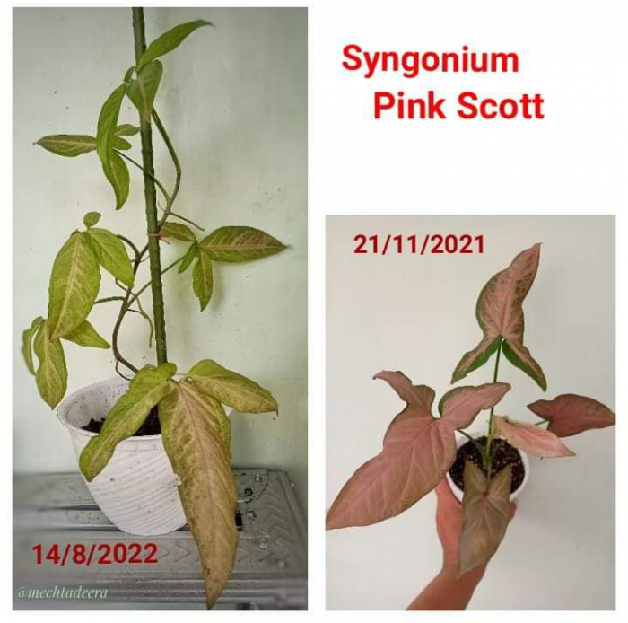 Syn pink Scot 9 bln adopsi 