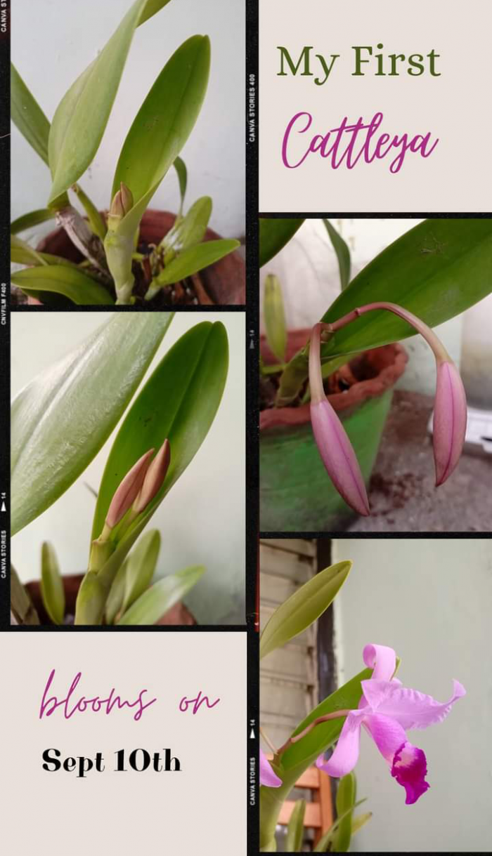 Dokumentasi bunga Cattleya 