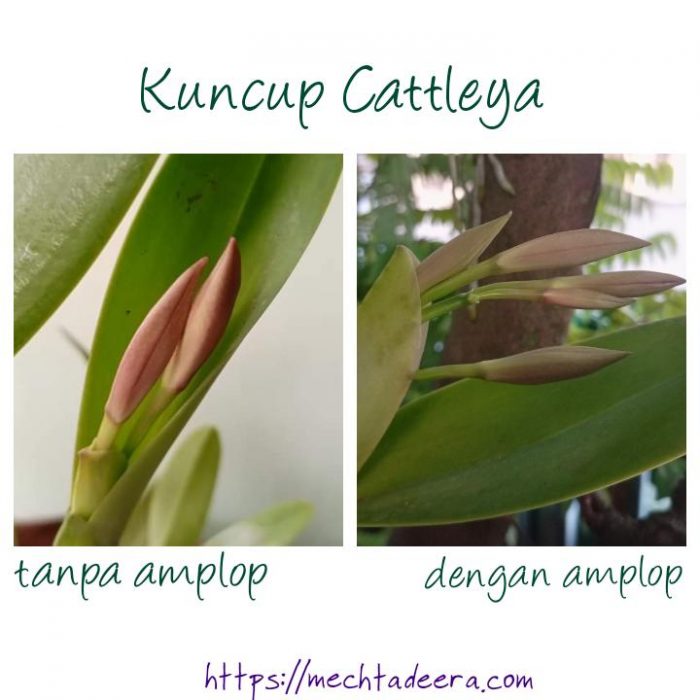 Kenop Cattleya 