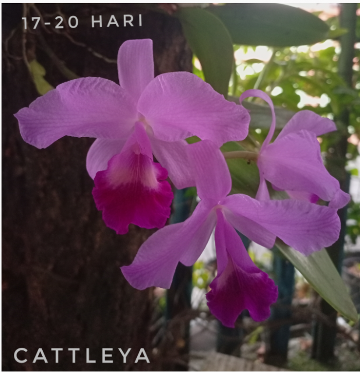 Masa Pajang Cattleya 