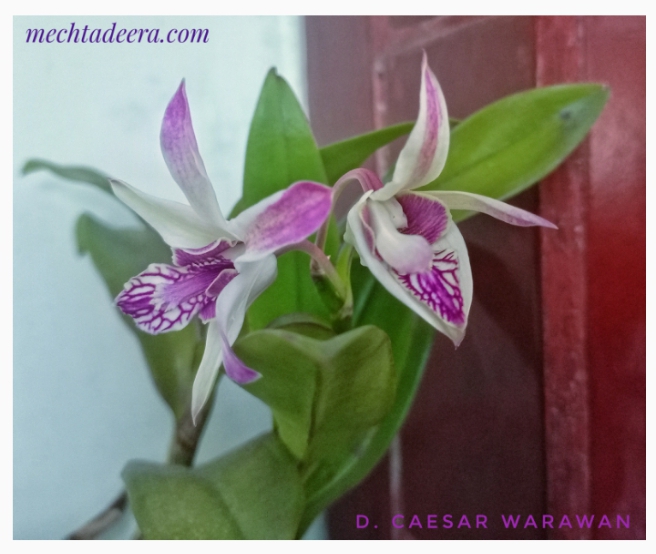 Anggrek Dendrobium Caesar Warawan 