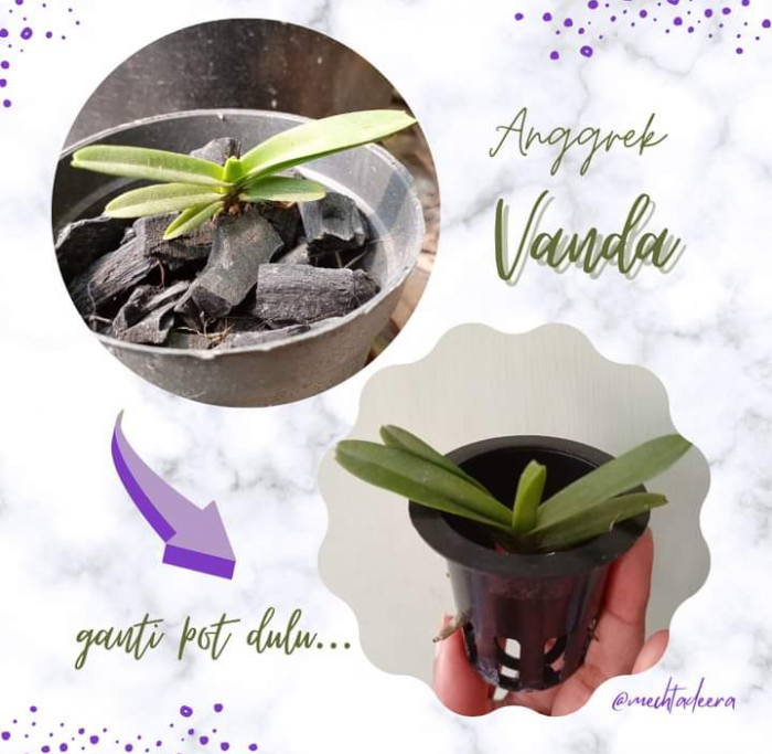 Anggrek Vanda Seedling 