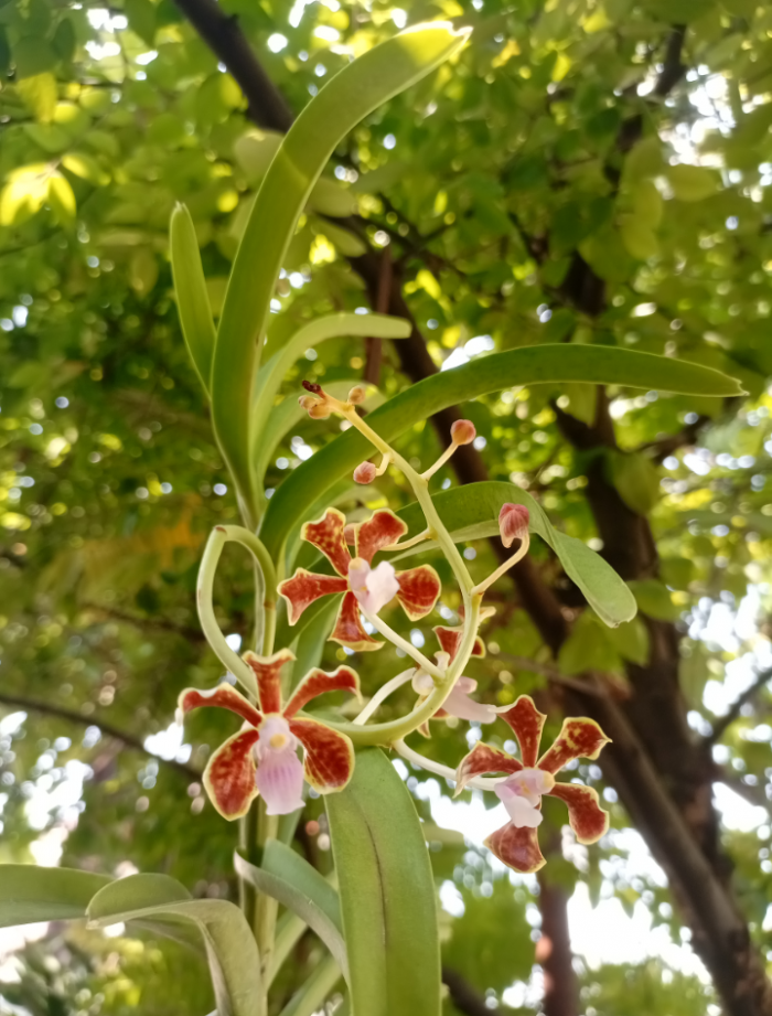 Bunga Vanda Limbata 