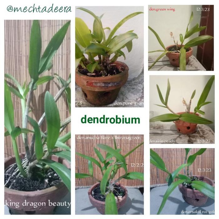 1 tahun Seedling Dendrobium 