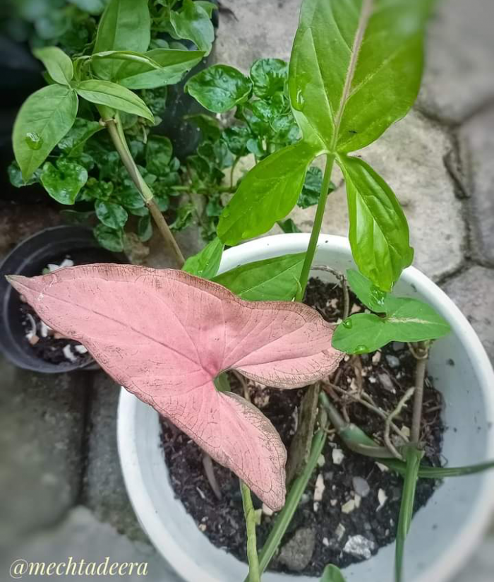 Syngonium Pink Scott