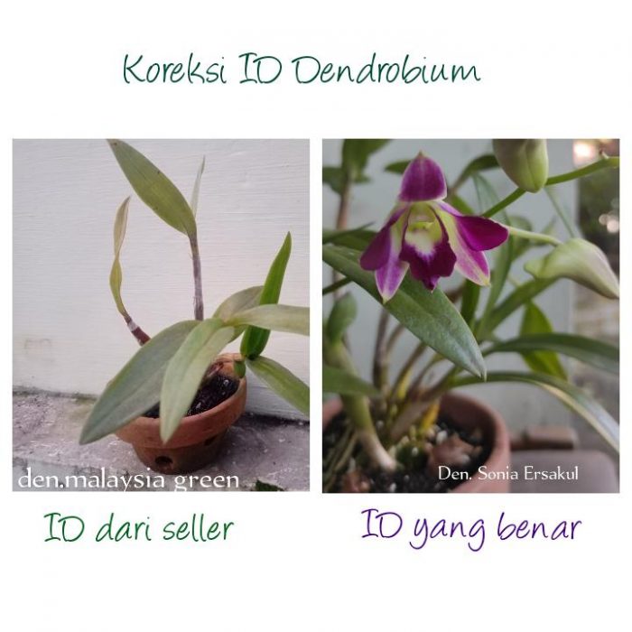 Koreksi identitas anggrek dendrobium 